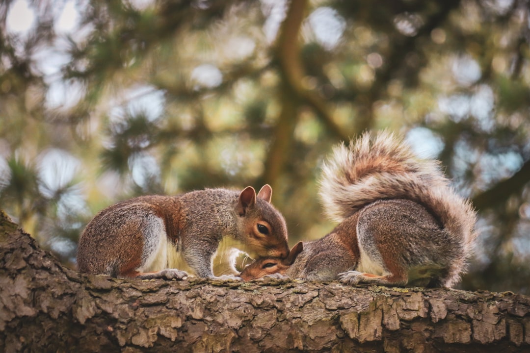 Photo Furry family